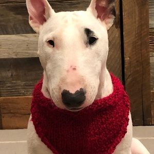 Hand knitted dog scarf ! :)